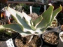 Алое (Aloe striata)