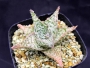 Алое (Aloe Sugar White)