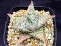 Алое (Aloe Sugar White)
