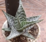 Алое (Aloe Sugar White)