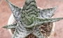 Алое (Aloe Sugar White)
