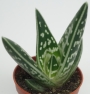 Алое малко (Aloe variegata)