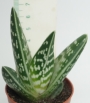 Алое малко (Aloe variegata)