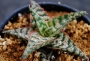 Алое (Aloe Wrasse)
