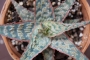 Алое (Aloe Wrasse)