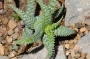 Алое (Aloe juvenna, ALOE ZANZIBARICA Aloe squarrosa)
