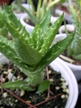 Алое (Aloe juvenna, ALOE ZANZIBARICA Aloe squarrosa)