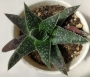 Алое аристата (Aloe aristata)