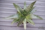 Алое аристата (Aloe aristata)
