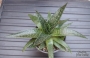 Алое аристата (Aloe aristata)