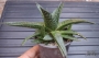 Алое аристата (Aloe aristata)