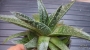 Алое аристата (Aloe aristata)