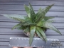 Алое аристата (Aloe aristata)