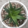 Алое аристата (Aloe aristata)