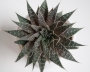 Алое аристата (Aloe aristata)