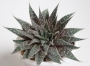 Алое аристата (Aloe aristata)
