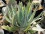 алое aloe