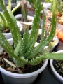 Алое хумилис (Aloe humilis)