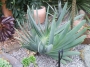 Алое пликатилис (Aloe plicatilis)