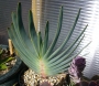 Алое пликатилис (Aloe plicatilis)