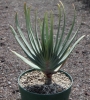 Алое пликатилис (Aloe plicatilis)
