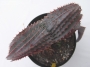 Алое супрафолиата (Аloe suprafoliata)