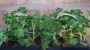 Алпийско сакъзче розово (Pelargonium)