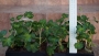 Алпийско сакъзче розово (Pelargonium)