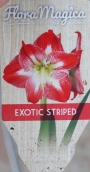 Амарилис (Amaryllis)