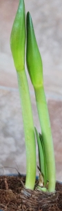 Амарилис (Amaryllis)
