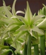 Амарилис (Amaryllis evergreen)