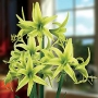 Амарилис (Amaryllis evergreen)