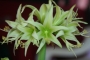 Амарилис (Amaryllis evergreen)