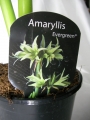 Амарилис (Amaryllis evergreen)