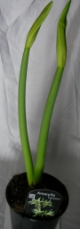 Амарилис (Amaryllis evergreen)