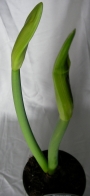 Амарилис (Amaryllis evergreen)