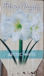 Амарилис бял (Amaryllis arctic white)