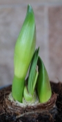 Амарилис бял (Amaryllis arctic white)