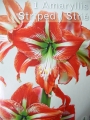 Амарилис (Amaryllis)