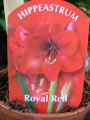 Амарилис, червен (Amaryllis)