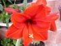 Амарилис, червен (Amaryllis)