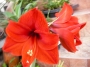 Амарилис, червен (Amaryllis)
