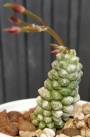 Анакампсерос (Anacampseros crinita)