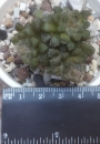 Анакампсерос (ANACAMPSEROS filamentosa)