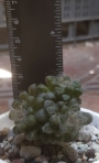 Анакампсерос (ANACAMPSEROS filamentosa)