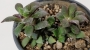 Анакампсерос (Anacampseros rufescens)