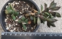 Анакампсерос (Anacampseros rufescens)