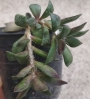 Анакампсерос (Anacampseros rufescens)