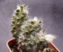 Анакампсерос (ANACAMPSEROS filamentosa)