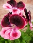 Английско мушкато, алба (Pelargonium grandiflorum)